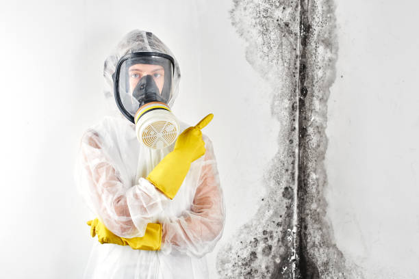 Best Commercial Mold Inspection  in Rural Hill, TN